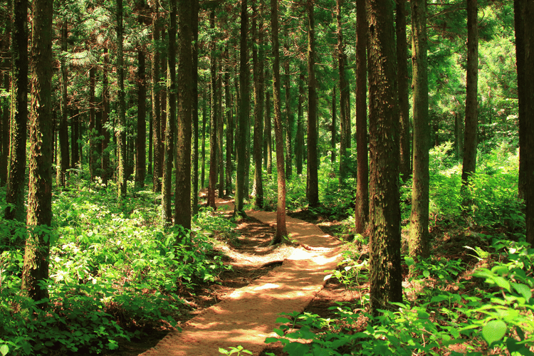 Waldbaden: Was steckt hinter dieser japanischen traditionellen Technik?