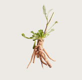 Orafti® Inulin (aus Chicorée)